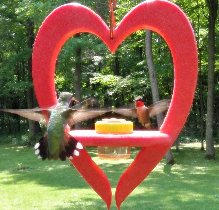 Heart Dots Hummingbird Feeder